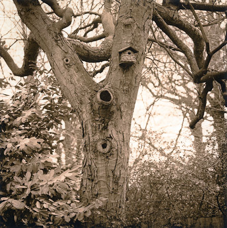 Buckeye Tree trunk in winter